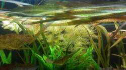 Pflanzen im Aquarium 200er