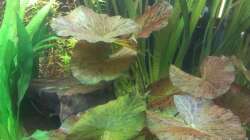 Pflanzen im Aquarium 200er