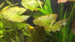 Pflanzen im Aquarium 200er