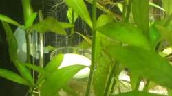 Technik im Aquarium 200er