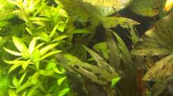 Pflanzen im Aquarium 200er