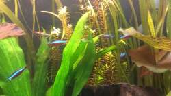 Besatz im Aquarium 200er