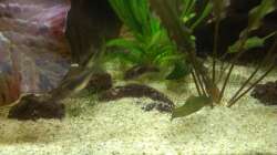 Besatz im Aquarium 200er