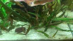 Pflanzen im Aquarium 200er