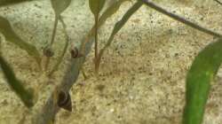 Besatz im Aquarium 200er