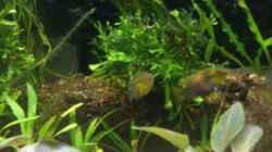Pelvicachromis Suboccelatus ´Moulondo´