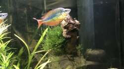 Rechte Seite mit M.herbertaxelrodi Männchen