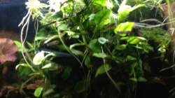 Anubias Gewirr