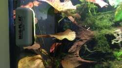 Lotus rot mit Algenmagnet :o)