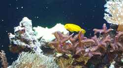 Gelbe Korallengrundel gobiodon okinawae 