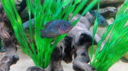 Besatz im Aquarium Gesellschaftsbecken Süd-Mittelamerika