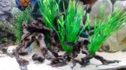 Dekoration im Aquarium Gesellschaftsbecken Süd-Mittelamerika