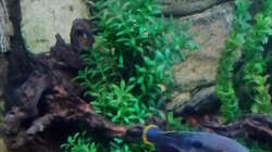 Pflanzen im Aquarium Gesellschaftsbecken Süd-Mittelamerika