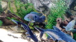 Besatz im Aquarium Gesellschaftsbecken Süd-Mittelamerika