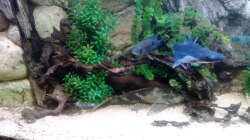 Dekoration im Aquarium Gesellschaftsbecken Süd-Mittelamerika