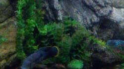 Pflanzen im Aquarium Gesellschaftsbecken Süd-Mittelamerika