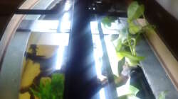 Technik im Aquarium Gesellschaftsbecken Süd-Mittelamerika