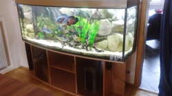 Aquarium Gesellschaftsbecken Süd-Mittelamerika