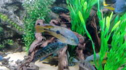 Besatz im Aquarium Gesellschaftsbecken Süd-Mittelamerika