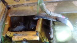 Technik im Aquarium Gesellschaftsbecken Süd-Mittelamerika