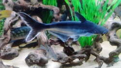 Besatz im Aquarium Gesellschaftsbecken Süd-Mittelamerika