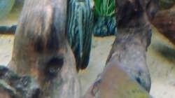 Besatz im Aquarium Gesellschaftsbecken Süd-Mittelamerika