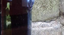 Technik im Aquarium Gesellschaftsbecken Süd-Mittelamerika