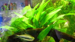 Dekoration im Aquarium Greenscaping first one