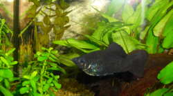 Besatz im Aquarium Greenscaping first one