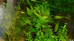 Pflanzen im Aquarium Greenscaping first one