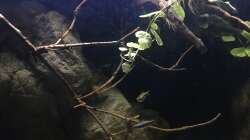 Dekoration im Aquarium DARK ROOTS (aufgelöst)