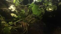 Besatz im Aquarium DARK ROOTS (aufgelöst)