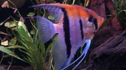 Besatz im Aquarium DARK ROOTS (aufgelöst)