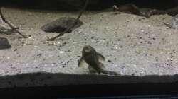 Besatz im Aquarium DARK ROOTS (aufgelöst)