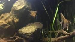 Besatz im Aquarium DARK ROOTS (aufgelöst)
