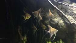 Besatz im Aquarium DARK ROOTS (aufgelöst)
