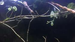 Dekoration im Aquarium DARK ROOTS (aufgelöst)