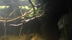 Pflanzen im Aquarium DARK ROOTS (aufgelöst)