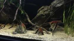 Besatz im Aquarium DARK ROOTS (aufgelöst)