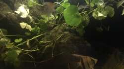 Aquarium DARK ROOTS (aufgelöst)