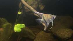 Besatz im Aquarium DARK ROOTS (aufgelöst)