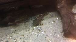 Besatz im Aquarium DARK ROOTS (aufgelöst)