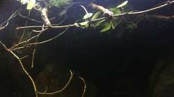 Dekoration im Aquarium DARK ROOTS (aufgelöst)