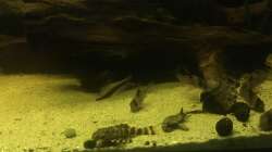 Besatz im Aquarium DARK ROOTS (aufgelöst)