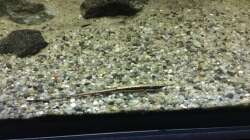 Besatz im Aquarium DARK ROOTS (aufgelöst)