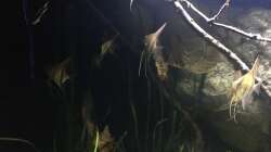 Besatz im Aquarium DARK ROOTS (aufgelöst)