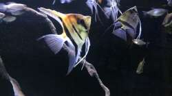 Besatz im Aquarium DARK ROOTS (aufgelöst)