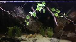 Aquarium DARK ROOTS (aufgelöst)