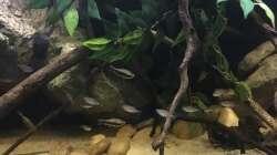 Besatz im Aquarium DARK ROOTS (aufgelöst)