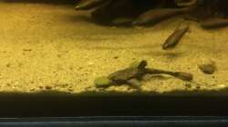 Besatz im Aquarium DARK ROOTS (aufgelöst)